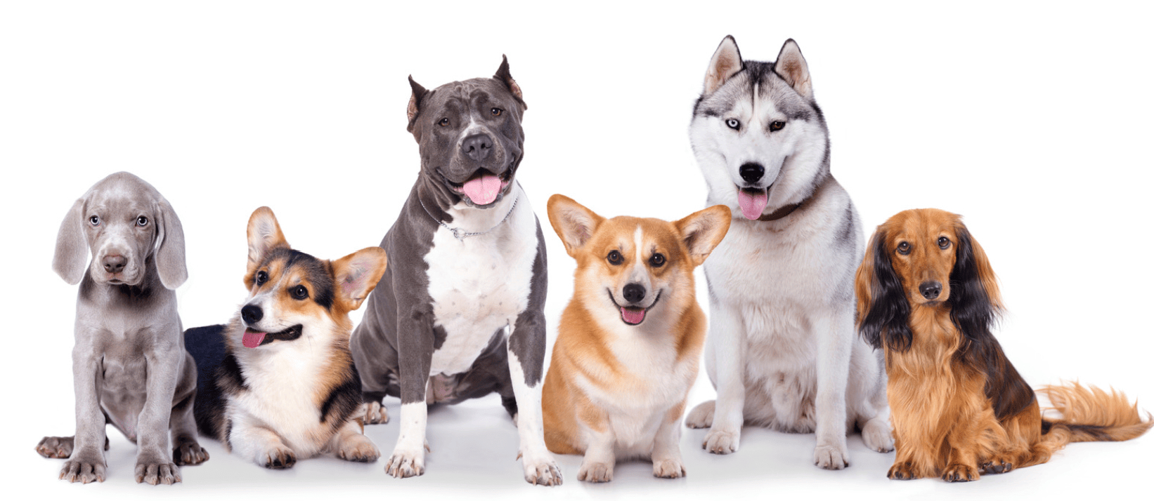 Dog Bite Lawyer Chicago | Dog Bite Lawyer Illinois